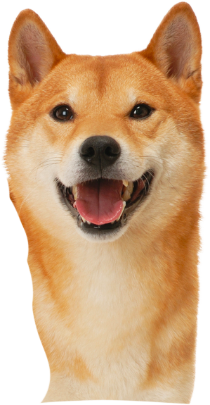 hello shibe